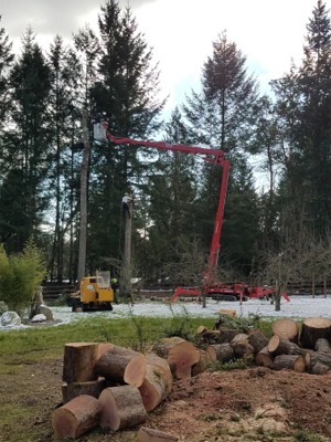 Gig Harbor Tree Removal Services