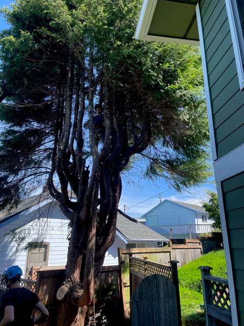 Gig Harbor Overgrown Ornamental Tree Removal