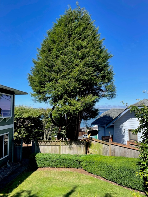 Gig Harbor Overgrown Ornamental Tree Removal